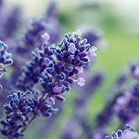 lavanda