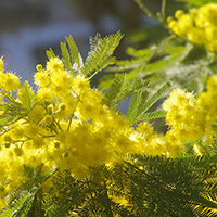 mimosa