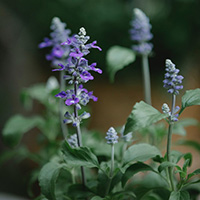 salvia
